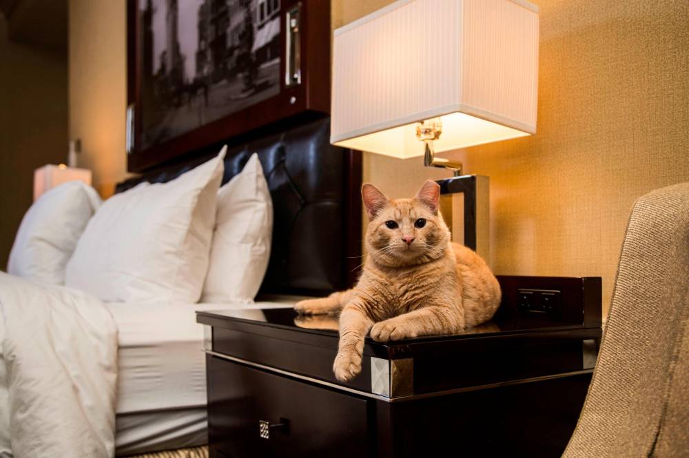 The Algonquin Hotel Times Square Autograph Collection 8